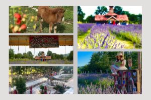 Untitled Project 10 - Arca lui Noe – un colț de rai în inima naturii, dedicat familiilor, copiilor și iubitorilor de aventură!