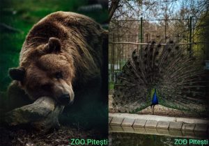 15 august la Zoo Pitești: Porți deschise pentru relaxare și descoperire 1 Sursă foto: FB Primăria Municipiului Pitești.