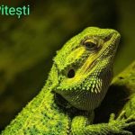 Dacă ai rămas acasă de sărbători, iată ce mai poți face prin Argeș 11 Sursă foto: FB Primăria Municipiului Pitești.