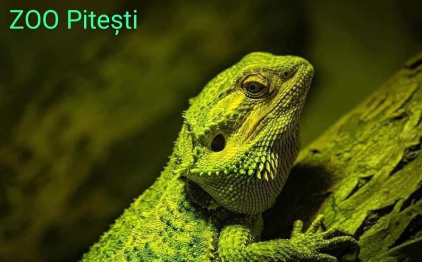 iguana zoo pitesti1 Sursă foto: FB Primăria Municipiului Pitești.