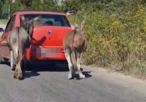 screenshot 2025 08 17 174931 - Măgari trași cu mașina! Femeie din Bughea de Jos amendată