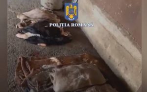 1 - (Video) Argeș. Pericol major pentru sănătate, abator ilegal închis