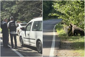page 2 - Continuă controalele pe Transfăgărășan! Turiști amendați pentru hrănirea urșilor