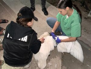 lebede ilfov - Lebede capturate din zona râului Argeș, salvate de polițiștii de la Protecția Animalelor