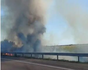 cats - (VIDEO) Incendiu de vegetație pe A1