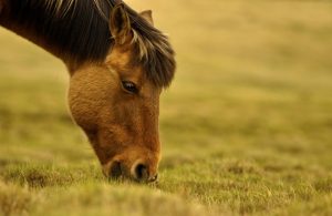 Scandal în Ștefănești de la un cal! Două persoane au fost reținute 1 horse 5167802 1280 - Scandal în Ștefănești de la un cal! Două persoane au fost reținute