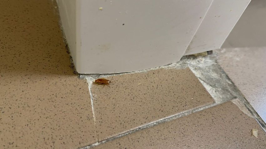 Controale ANPC la nivel național. S-au dat amenzi de peste 3,5 milioane de lei 3 540499483 1234999931993937 2556546074403512084 n - Controale ANPC la nivel național. S-au dat amenzi de peste 3,5 milioane de lei