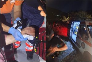 cats - Cioban atacat de urs în timp ce se întorcea cu animalele la stână