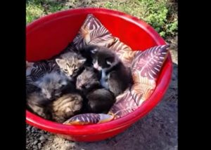 cats - Mii de controale și peste 900 de animale, salvate de polițiști în primele 7 luni ale anului 2025