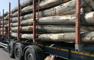 Transporta mai multe acte decât avea trecute în acte! Tânăr din Stoenești, amendat cu 2.000 de lei 1 Amend ustur toare pentru un transport ilegal de lemn Cum a fost prins oferul evazionist - Transporta mai multe acte decât avea trecute în acte! Tânăr din Stoenești, amendat cu 2.000 de lei