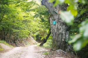 Poteca „Arhitecții naturii” –  un nou traseu pe harta turismului din Munții Făgăraș 8 Sursă foto: ediția tiparita
