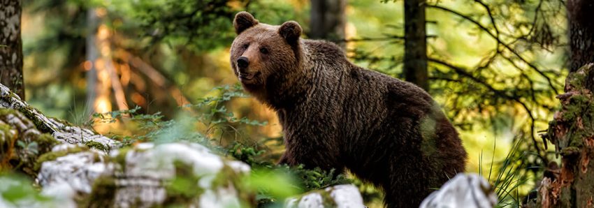 Recomandările salvamontiștilor privind întâlnirea cu animalele pe munte 2 recomandari animale munte urs