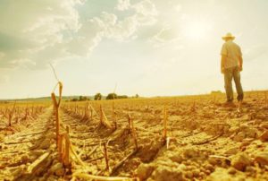 Fermierii argeșeni au depus peste 1.000 de cereri pentru ajutoare de secetă 23 Sursă foto: ediția tipărită.