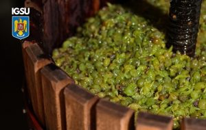 547293290 1215334103971259 2031280124087678128 n - IGSU: Atenție la pericolul din timpul fermentării mustului