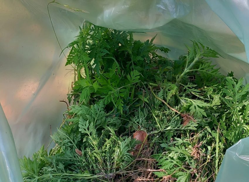 ambrozie 3 - Piteștiul acționează împotriva ambroziei: controale, notificări și sancțiuni în 2025