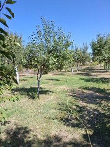 Apă Canal 2000 SA: Consum ilegal de apă descoperit la trei gospodării din comuna Lunca Corbului 6 10 - Apă Canal 2000 SA: Consum ilegal de apă descoperit la trei gospodării din comuna Lunca Corbului