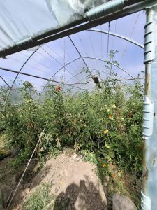 3 - Apă Canal 2000 SA: Consum ilegal de apă descoperit la trei gospodării din comuna Lunca Corbului