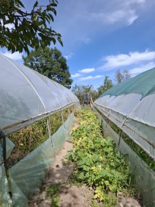 Apă Canal 2000 SA: Consum ilegal de apă descoperit la trei gospodării din comuna Lunca Corbului 11 4 - Apă Canal 2000 SA: Consum ilegal de apă descoperit la trei gospodării din comuna Lunca Corbului