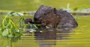 Castorii, arhitecții invizibili ai râurilor: mituri, adevăruri și povești din natură 30 castor