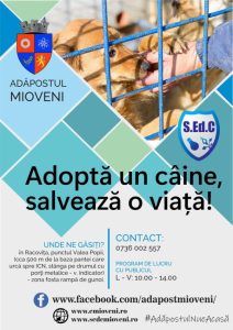 Adoptă un prieten pe viață! Câinii din adăpostul Mioveni își caută o familie 1 Sursă foto: FB Adăpostul de câini fără stăpân - Mioveni.