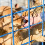 Vrei să-ți sterilizezi sau să-ți microcipezi gratuit animalul de companie în Câmpulung? 10 Sursă foto: FB Adăpostul de câini fără stăpân - Mioveni.