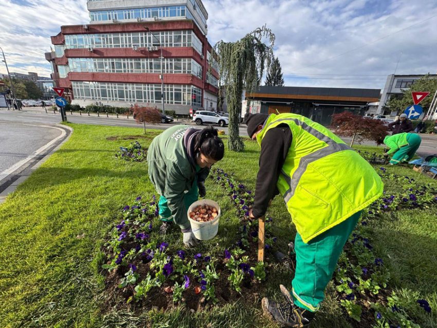 pregatiri simfonia lalelelor 2 Sursă foto: FB Primăria Munciipiului Pitești