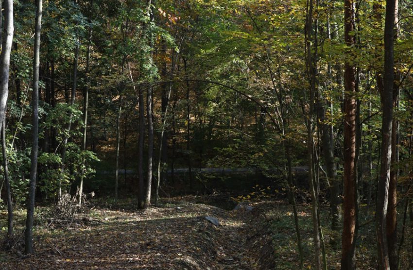 padurea trivale generic 1 Sursă foto: Primăria Municipiului Pitești