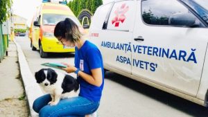 sterilizare caini - Sterilizări gratuite ale animalelor din comuna Bogaţi