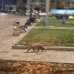 Vizitator neobișnuit în centrul Piteștiului: o vulpe devine vedetă pe rețelele sociale 10 Sursă foto: Diana Mocanu FB grupul ”Pitești, orașul meu!”.
