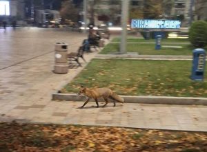 Vizitator neobișnuit în centrul Piteștiului: o vulpe devine vedetă pe rețelele sociale 1 Sursă foto: Diana Mocanu FB grupul ”Pitești, orașul meu!”.