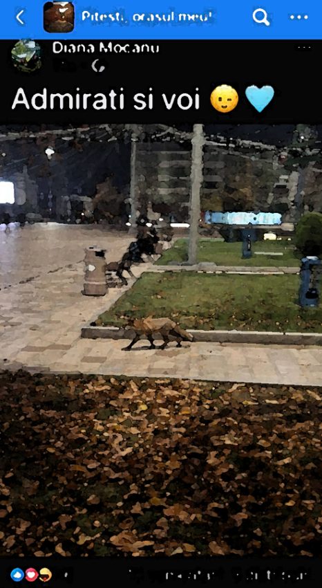 Vizitator neobișnuit în centrul Piteștiului: o vulpe devine vedetă pe rețelele sociale 1 Sursă foto: Diana Mocanu FB grupul ”Pitești, orașul meu!”.