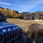 Un argeșean din Brăduleț s-a trezit cu zimbru în curte! 10 Sursă foto: IJJ Argeș și wikipedia.org.