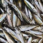 585870899 830061416299949 6799234363154209413 n - Recomandările ANPC privind achiziționarea peștelui în Postul Crăciunului