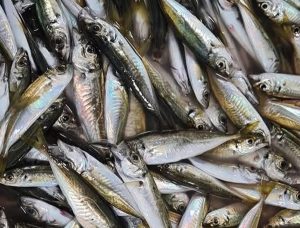 585870899 830061416299949 6799234363154209413 n - Recomandările ANPC privind achiziționarea peștelui în Postul Crăciunului