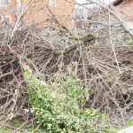 crengi deseuri vegetale