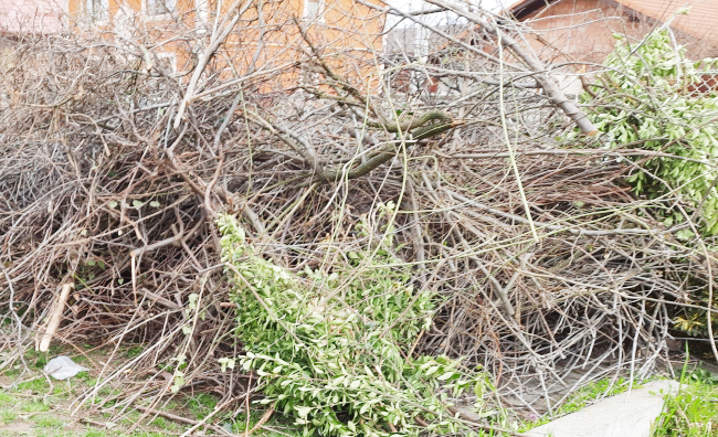 crengi deseuri vegetale crengi deseuri vegetale