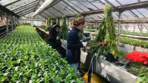 Miros de brad și tradiție: Piteștiul finalizează decorurile pentru Târgul de Crăciun 1 Sursă foto: FB Cristian gentea