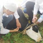 veterinari - Medici veterinari argeșeni - amendați cu 52.000 de lei pentru vânzare online de medicamente fără prescripție