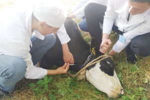 veterinari - Medici veterinari argeșeni - amendați cu 52.000 de lei pentru vânzare online de medicamente fără prescripție