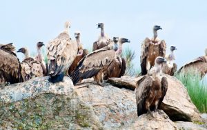 vultur sur - Vulturul sur va fi reintrodus în Munții Făgăraș