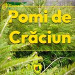 589367274 1291986142958675 8622896152464709020 n - Romsilva scoate la vânzare peste 16.000 de pomi de Crăciun