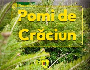 589367274 1291986142958675 8622896152464709020 n - Romsilva scoate la vânzare peste 16.000 de pomi de Crăciun