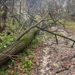 Intervenții în lanț ale pompierilor argeșeni după ploile abundente din ultimele ore: Copaci căzuți și gospodării inundate 10 Sursă foto: ISU Argeș