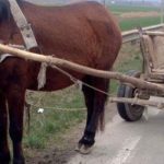 foto 104191 640x300 1 - Trei tineri din Călinești, reținuți după ce au furat un cal, o căruță și șapte oi