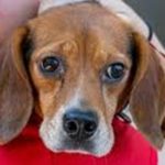 images - Argeș: Stăpânii s-au despărțit, iar cățelul a suferit. Beagle salvat de polițiști