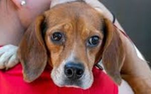 images - Argeș: Stăpânii s-au despărțit, iar cățelul a suferit. Beagle salvat de polițiști