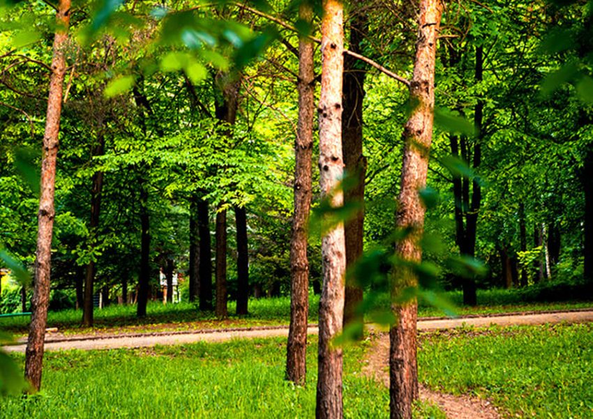 padure generic Sursă foto: APP Stejarul