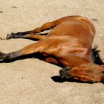 cal mort - Un argeșean de 64 de ani, fost tehnician veterinar, reținut de polițiștii din Dâmbovița