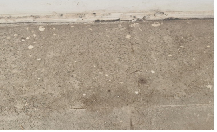 cats 4 - Glasul Arhanghelului cântă pentru Maria Maysa și copiii cu dizabilități. „Concert Caritabil de Crăciun” la Micești