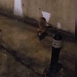 cats 2 - Chiar daca nu a prins bilet, nu a ratat distracția